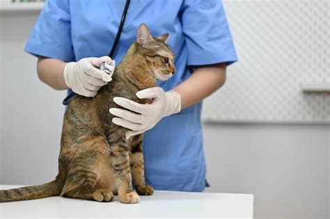 Veterinario examinando un gato mayor