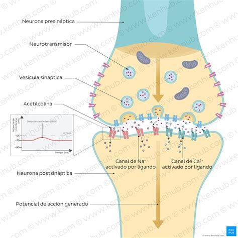 Esquema ilustrativo de la estructura química tricíclica y su mecanismo de acción en la sinapsis neuronal.