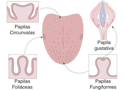 Esquema de las papilas gustativas y el sentido del olfato