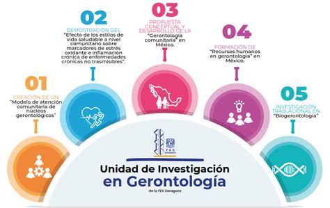 Esquema de las áreas de estudio de la gerontología y su impacto en el bienestar del adulto mayor