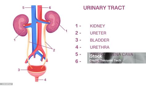 Esquema anatómico del tracto urinario: riñones, uréteres, vejiga y uretra
