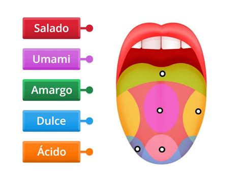 Ilustración de las zonas de la lengua más afectadas por el síndrome de ardor bucal.