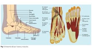 anatomía del pie en el adulto mayor con flechas indicando cambios
