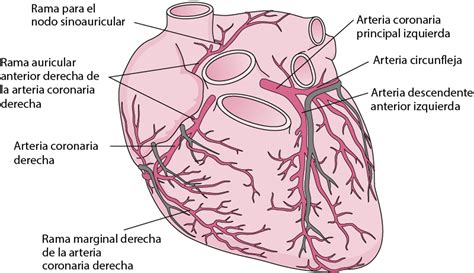 Esquema del corazón y arterias, mostrando la rigidez arterial en el envejecimiento