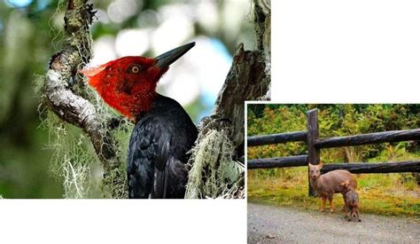 Ilustración de la fauna endémica del Parque Nacional Alerce Costero