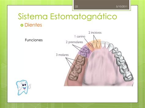 Esquema de las estructuras bucodentales y el sistema estomatognático