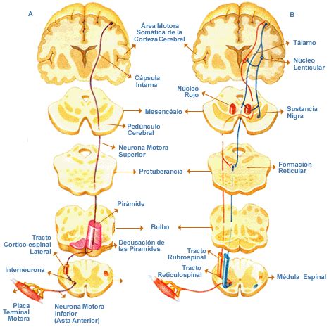 Esquema del sistema nervioso y vías sensitivas en el cuerpo humano