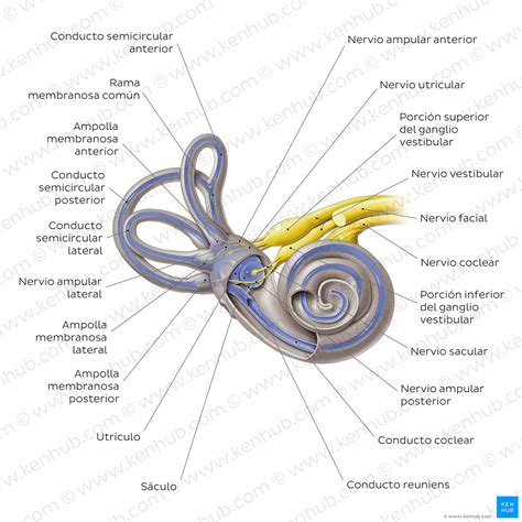 Esquema del oído interno y sus componentes vestibulares