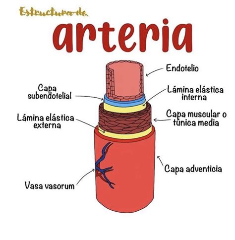 Esquema detallado de una arteria sana frente a una arteria con acumulación de placa aterosclerótica y estrechamiento del canal vascular.
