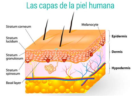 Esquema de las capas de la piel mostrando cambios por el envejecimiento