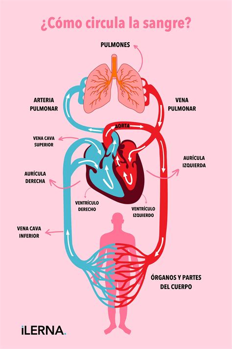 Esquema simplificado de la circulación sanguínea y los factores que determinan la presión arterial (débito cardíaco y resistencia periférica).