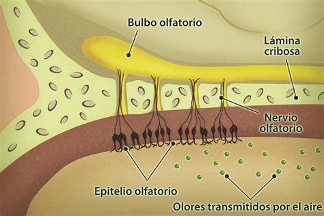Ilustración detallada de la anatomía del sistema olfatorio, mostrando el epitelio olfatorio, el bulbo olfatorio y las vías nerviosas al cerebro.