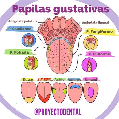 Diagrama de la lengua mostrando las diferentes áreas de percepción del gusto y las papilas gustativas.