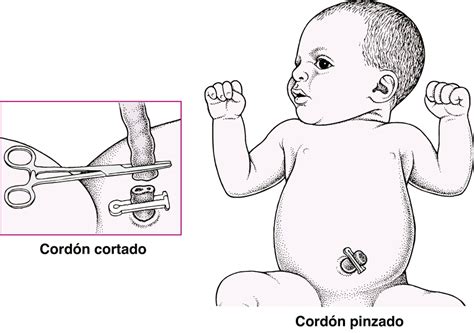 Tabla comparativa de niveles de mercurio en cordón umbilical en diferentes estudios