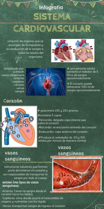 infografía sobre los cambios en el sistema cardiovascular durante el envejecimiento