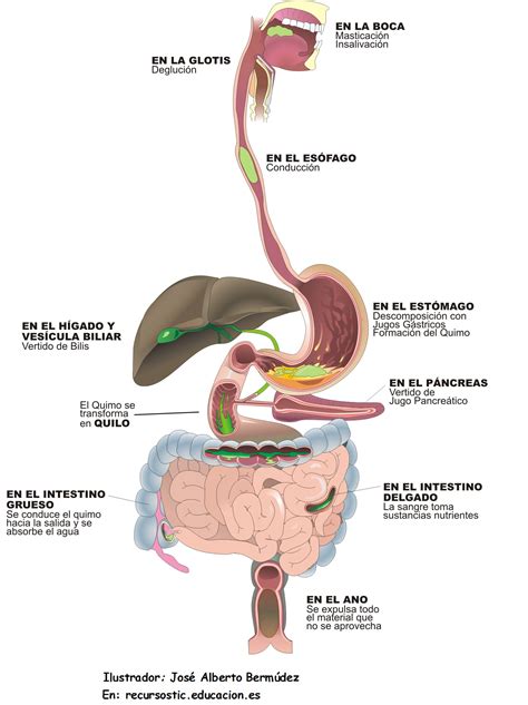 Esquema del sistema digestivo humano con énfasis en las vías de administración de nutrición enteral