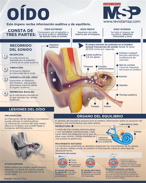 Infografía: Ilustración del oído interno con las partes afectadas por la presbiacusia