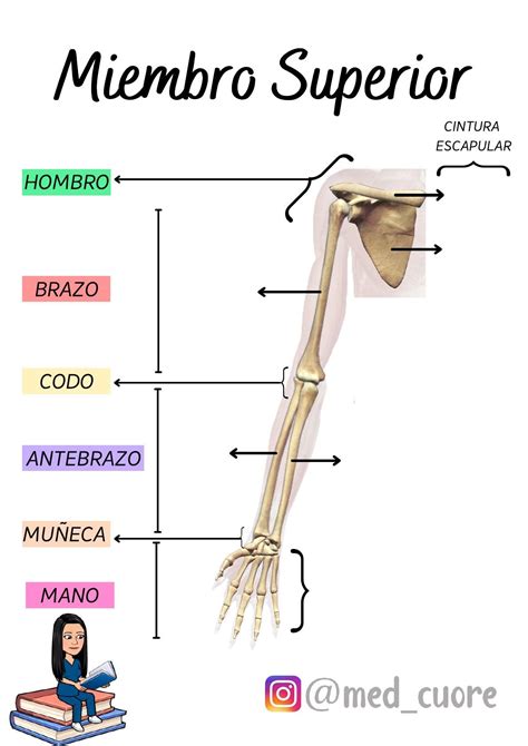 Esquema mostrando la anatomía del miembro superior y las áreas afectadas por el ictus.