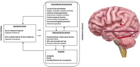 esquema de las regiones cerebrales implicadas en el reconocimiento facial