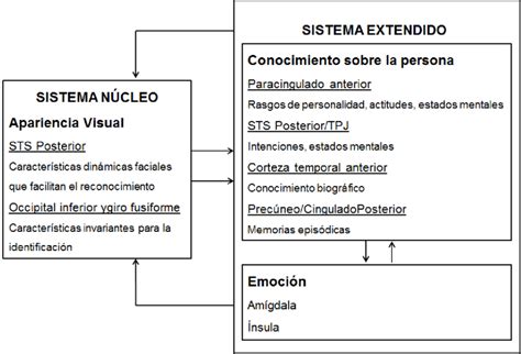 diagrama del modelo de procesamiento facial de Haxby et al.
