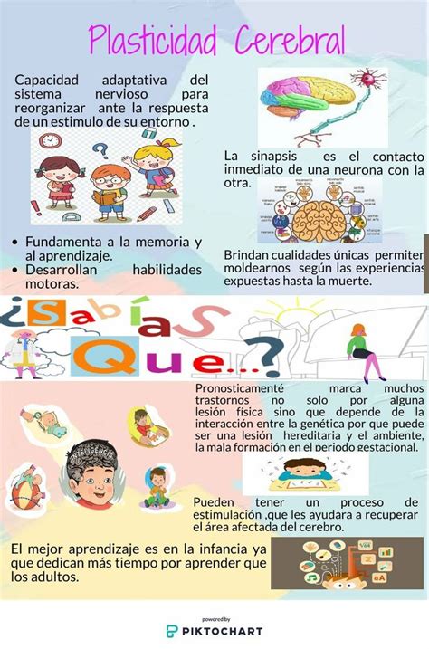 Infografía sobre la plasticidad cerebral y su relación con la estimulación cognitiva