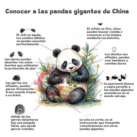 Infografía mostrando la mejora del estado de conservación del Panda gigante a lo largo del tiempo