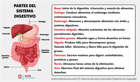 Esquema ilustrativo de los cambios fisiológicos en el sistema digestivo y sensorial de las personas mayores que afectan la alimentación
