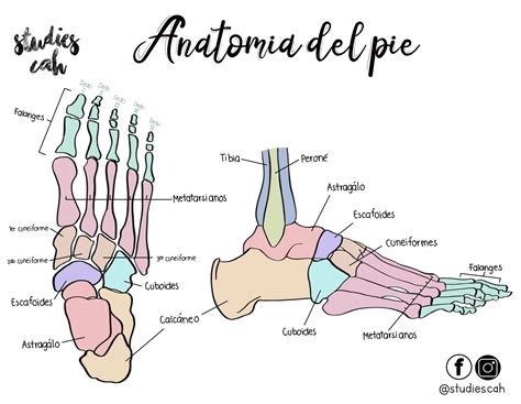 Infografía que muestra la anatomía del pie y las zonas donde suelen aparecer las deformidades más comunes