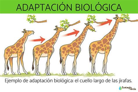 Esquema de las principales características y adaptaciones posibles del autobús Marco Polo G7