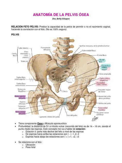 Esquema de la anatomía ósea y muscular