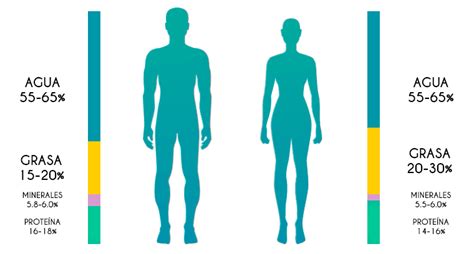 Esquema de las funciones de la masa muscular en el cuerpo humano