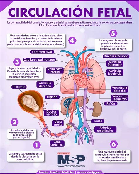 Esquema de la producción y circulación de la alfafetoproteína fetal