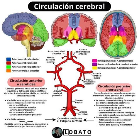 Esquema de las arterias cerebrales que muestran la circulación anterior y posterior