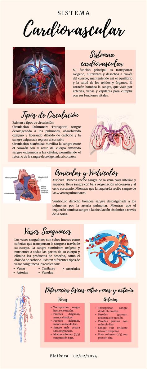 Infografía sobre cambios estructurales en el sistema cardiovascular: rigidez arterial y disfunción endotelial.