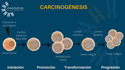 Esquema conceptual del proceso de carcinogénesis: células normales frente a células tumorales y su diseminación metastásica.