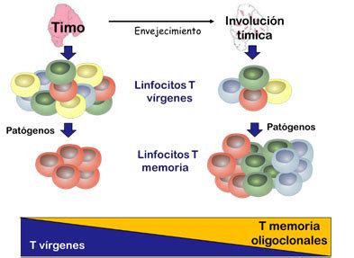 Diagrama explicativo de la inmunosenescencia y sus efectos en el sistema inmunitario