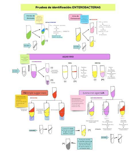 esquema de pruebas de detección prenatal