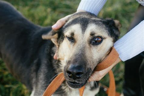 Persona acariciando a un perro feliz en un hogar acogedor