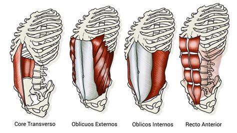 Infografía mostrando los músculos del tronco (core)