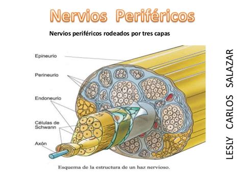 Diagrama ilustrando la estructura de un nervio periférico con su vaina de mielina.