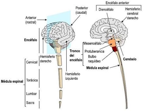 Esquema de las principales partes del encéfalo y la médula espinal.