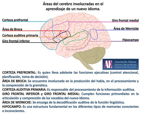 Esquema de las áreas cerebrales activadas al jugar dominó