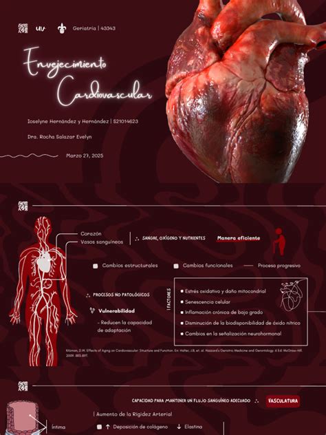 Infografía sobre los efectos del envejecimiento en el corazón