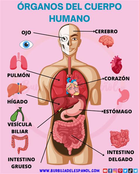 Diagrama o infografía del cuerpo humano con referencias a 