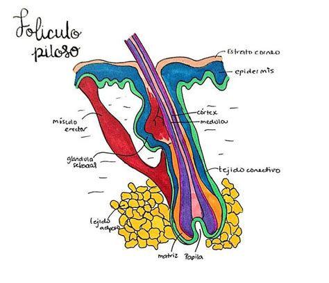 Esquema de un folículo piloso envejecido vs. joven