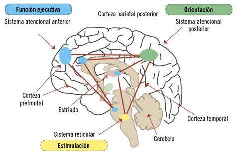 Imagen: redes atencionales y funcionamiento cognitivo