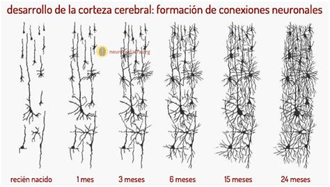 Esquema de las conexiones neuronales y el concepto de neuroplasticidad cerebral en la infancia