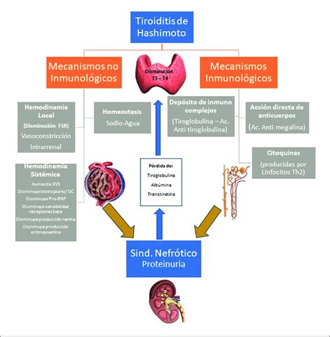 Esquema de los mecanismos fisiopatológicos de la diabetes tipo 2 en el envejecimiento