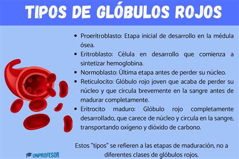 Esquema comparativo de glóbulos rojos sanos y anémicos para ilustrar la diferencia en hemoglobina