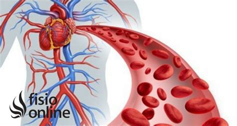 Infografía: Cambios en el corazón y vasos sanguíneos con la edad